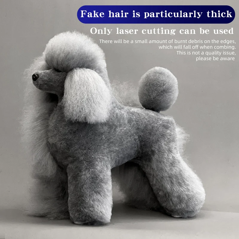 Professional full body poodle model used for dog grooming practice and handling enrichment.