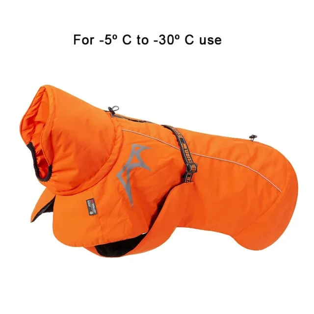 Short-haired dog wearing a protective rain jacket on a drizzly UK morning.